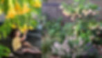 (Left) My Seattle family enjoying Brugmansia spp. fragrance. (Right) Rivet’s Garden with Brugmansia X insignis flowers. Photos: composite image courtesy of authors ©ryrivet and ©denuski for SDHS newsletter.