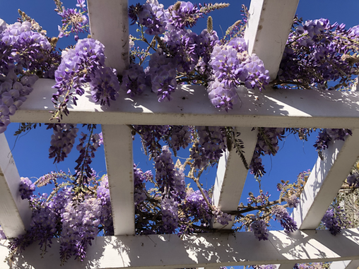 GARDEN SURROUNDINGS: Wisteria In All My Gardens
