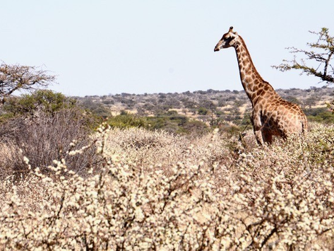 BOTANICAL ENCOUNTERS: Rewilding In Southern Africa - The Savanna