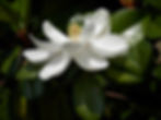 Fragrant Magnolia flower can be 12” across. Photo: public domain.