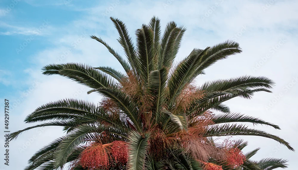 Red flower and fruits of the King palm tree on a beautiful blue sky background. Photo Credit: NicolaeOvidiu. Red flower and fruits of the King palm tree on a beautiful blue sky background Stock Photo | Adobe Stock