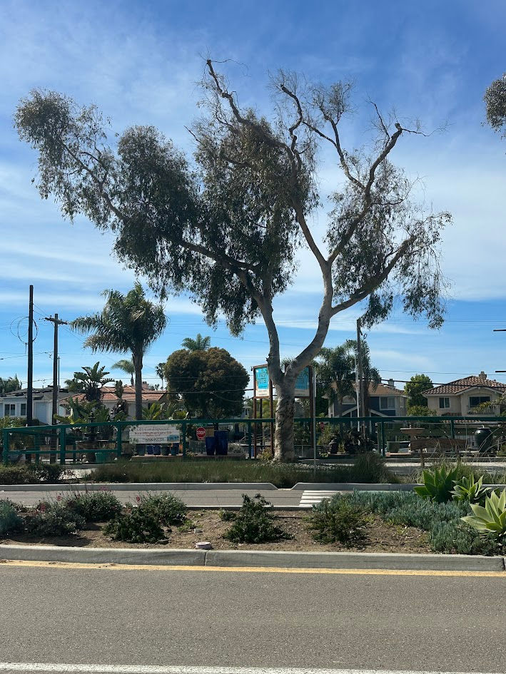 Full tree on 2/20/2026.                                                                                                                                         Photo courtesy of the “Chartreuse Appreciation Society”.