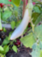 Eggplant, photo by Sommer Cartier.