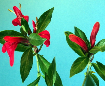 Kartuz Greenhouses: Justicia sericea Inca Queen.