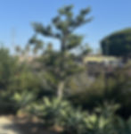 Located on 101 in Solana Beach. Representative of which species? Photo credit: Chartreuse Appreciation Society.