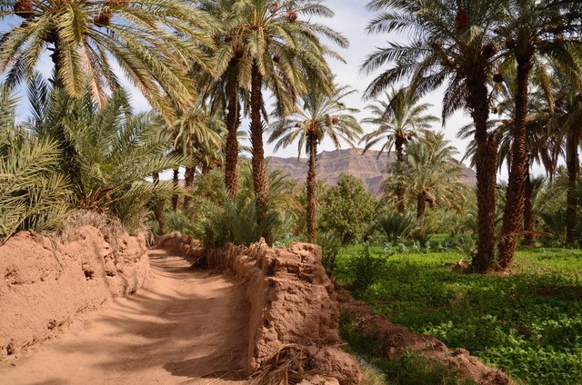 BOTANICAL ENCOUNTERS: The Argan Tree
