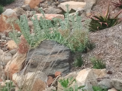 Native Plants in Containers and Dry Swales