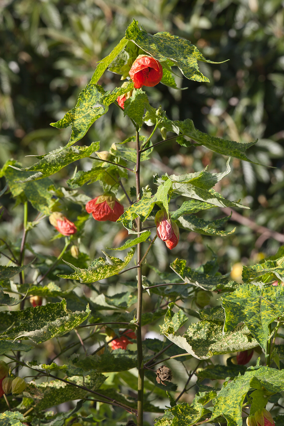 Photo credit: Wikimedia Commons.