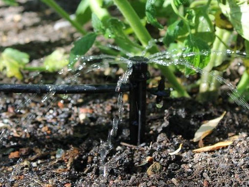 PERMACULTURE: Overwatering