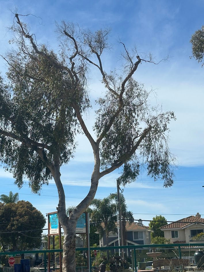 Canopy dieback is almost 50%. Photo courtesy of the “Chartreuse Appreciation Society”.