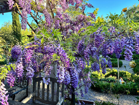 GARDEN SURROUNDINGS: Alive With Purple In The Garden