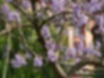 Empress Tree – Paulownia tomentosa. Photo: Agnieszka Kwiecień, Nova, CC BY-SA 4.0 via Wikimedia Commons.