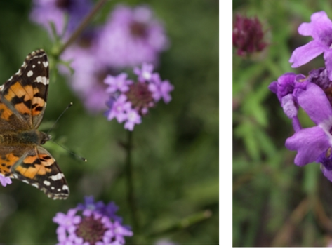 GOING WILD WITH NATIVES: These Natives Add Long Lasting Color To Your Garden