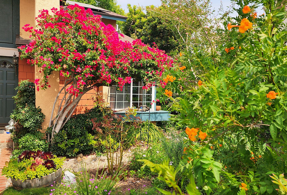 Front yard beauty. Phot credit: Dawn Stanke.