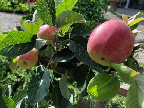 GARDEN SURROUNDINGS: Mom and Apple Pie!
