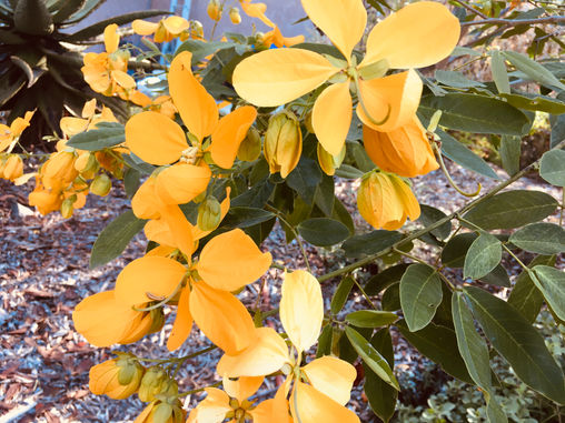 ReWILD: Fall Bloomers for Your Garden