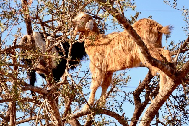 BOTANICAL ENCOUNTERS: The Argan Tree