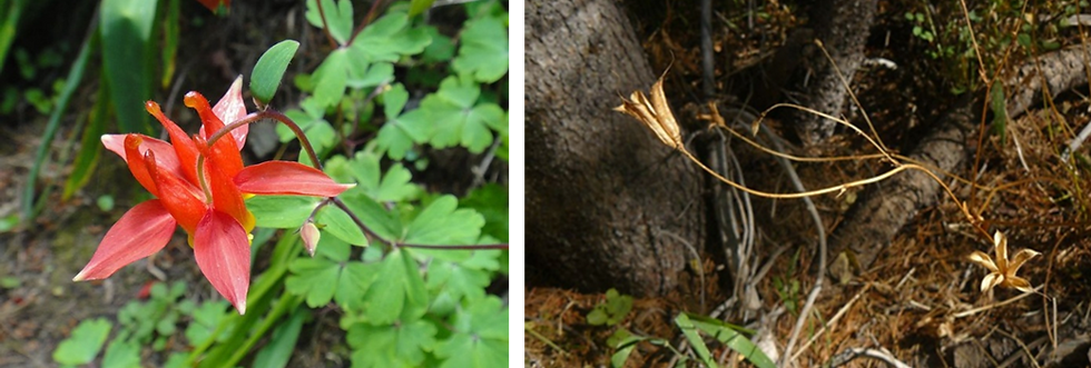 Western Columbine is easy to grow, has beautiful flowers (left) and the seed pods feed native species (right). Left photo by Neal Kramer. Right photo by Jean Pawek.