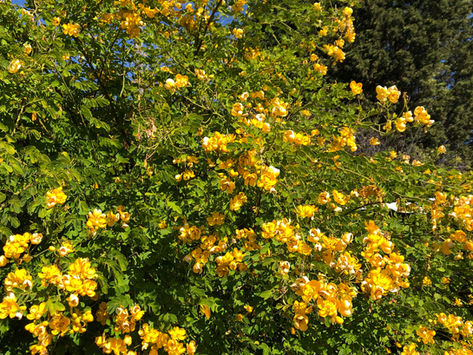 GARDEN SURROUNDINGS: Joy in the Garden