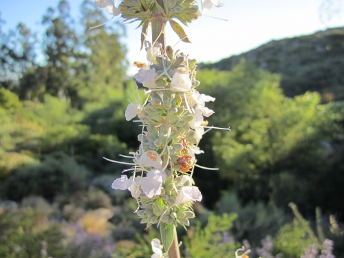 White sage, photo credit: Calscape.