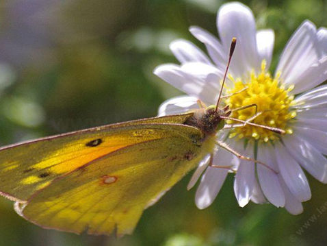 FROM THE ARCHIVES: Going Wild With Natives - Coast Aster
