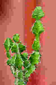 Photo credit: Jeff Moore, Spiny Succulents.