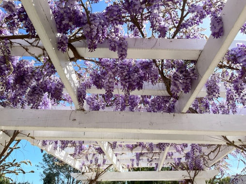 GARDEN SURROUNDINGS: The Joy Of Growing Wisteria