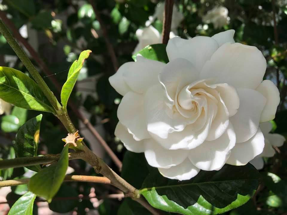 GARDEN SURROUNDINGS Gardenias; My "First Love"