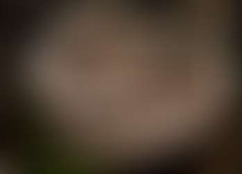 Urban Tree Observations: Conks, Stains, Saps And Bugs