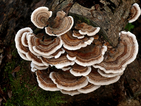 Urban Tree Observations: Conks, Stains, Saps And Bugs