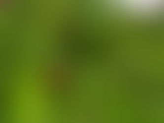 GARDEN SURROUNDINGS: Growing Clover To Replenish The Soil