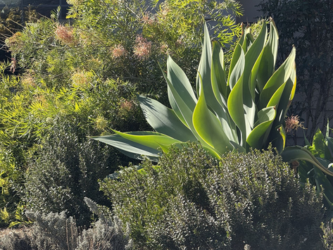 ESCONDIDO SHARING GARDEN