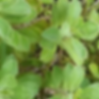 Vicks Plant (Plectranthus hadiensis) - Garden.org.