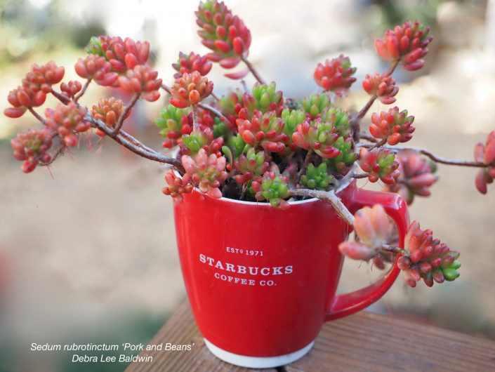 Photo credit: Debraleebaldwin.com Cold-Hardy Succulents for Northern Climates