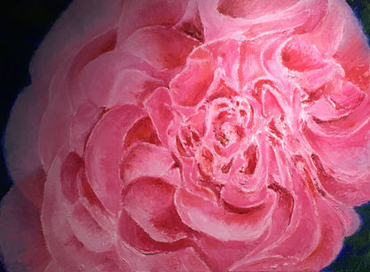 Jody's Camelia  12 X 16 Oil.jpeg