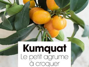 Kumquat Il piccolo agrume da masticare