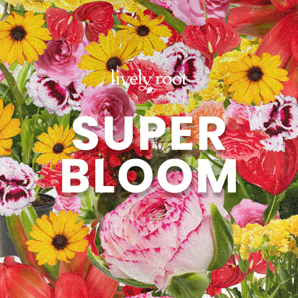 SUPER BLOOM 1080X1080.png