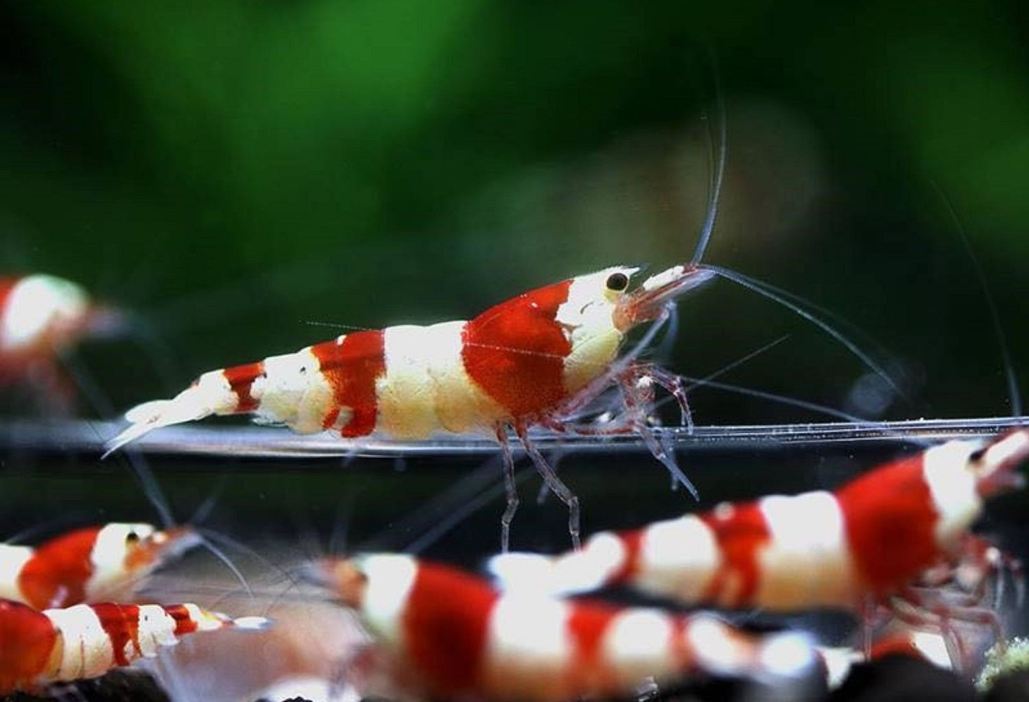 Crystal Red Shrimp