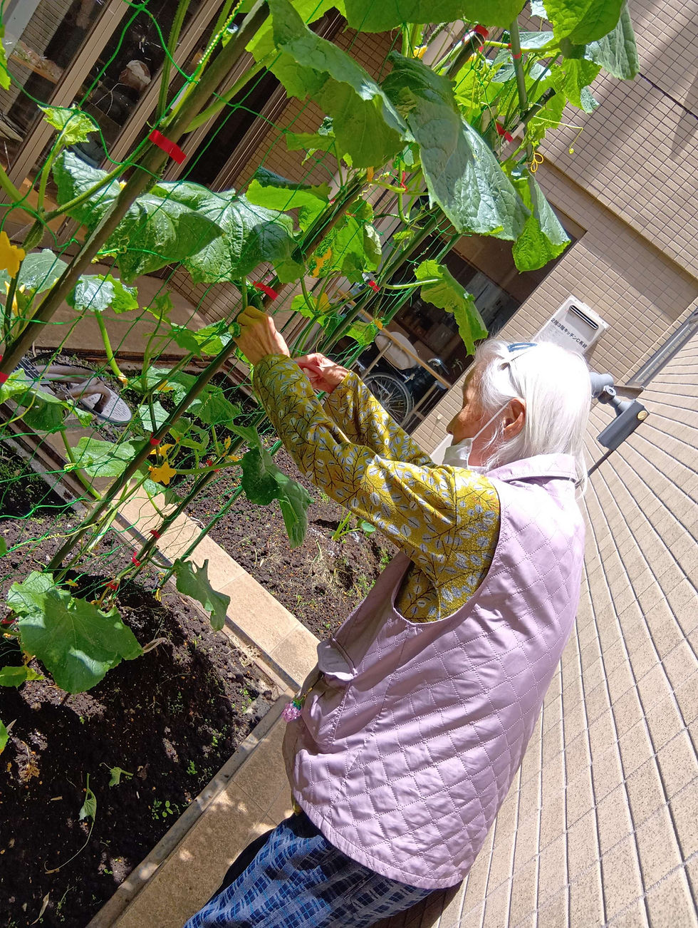 きゅうり🥒収穫1号