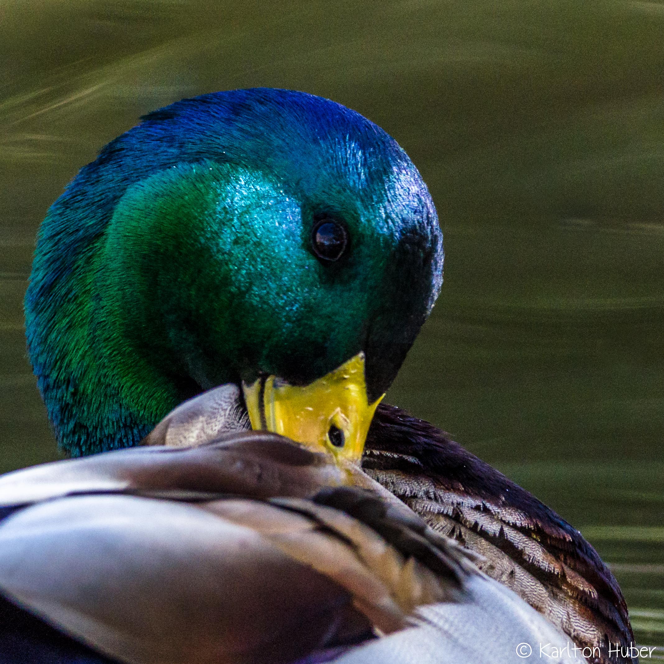 Mallard Drake Grooming_5095