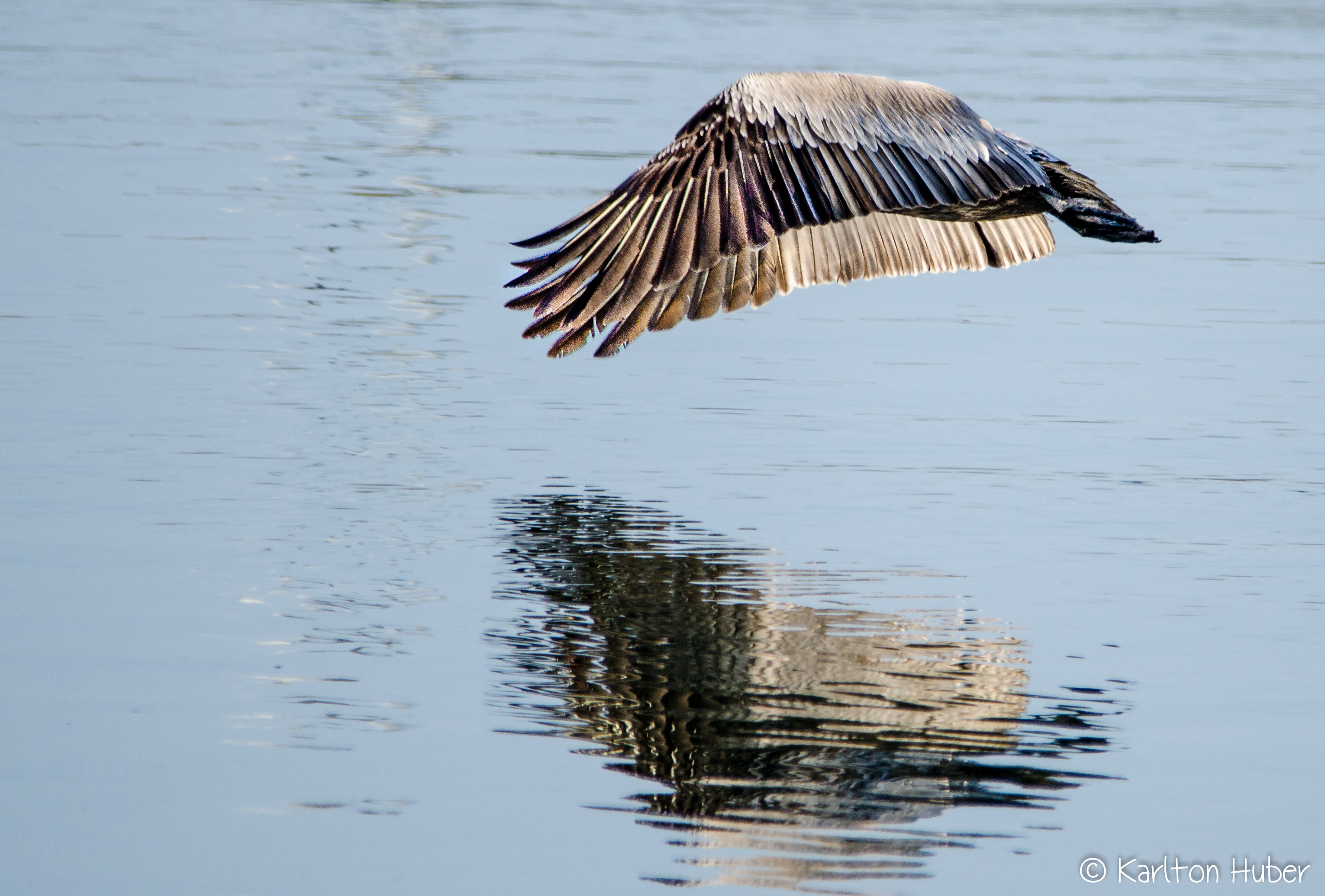 Brown Pelican Abstract - 8980