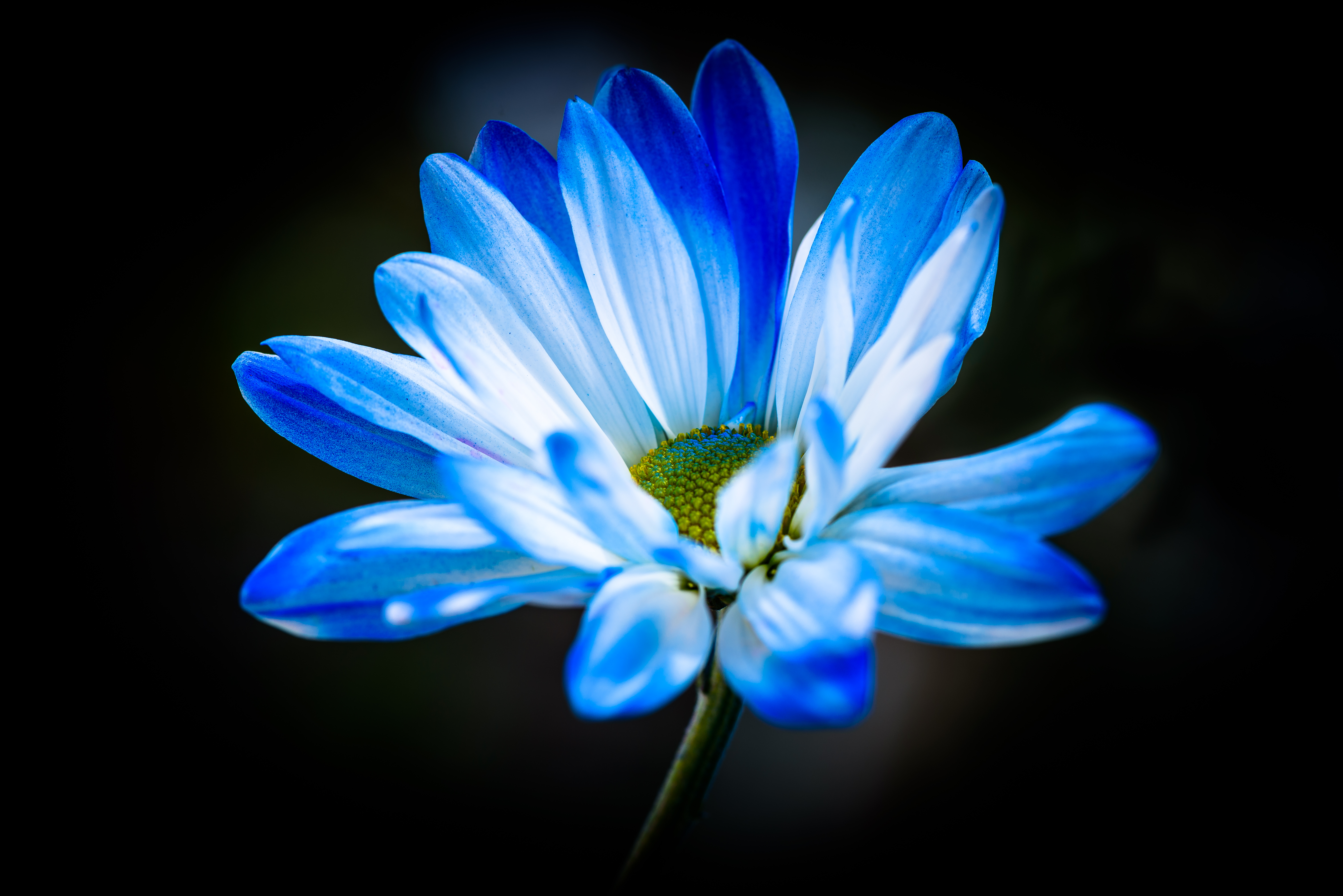 Flower #7264