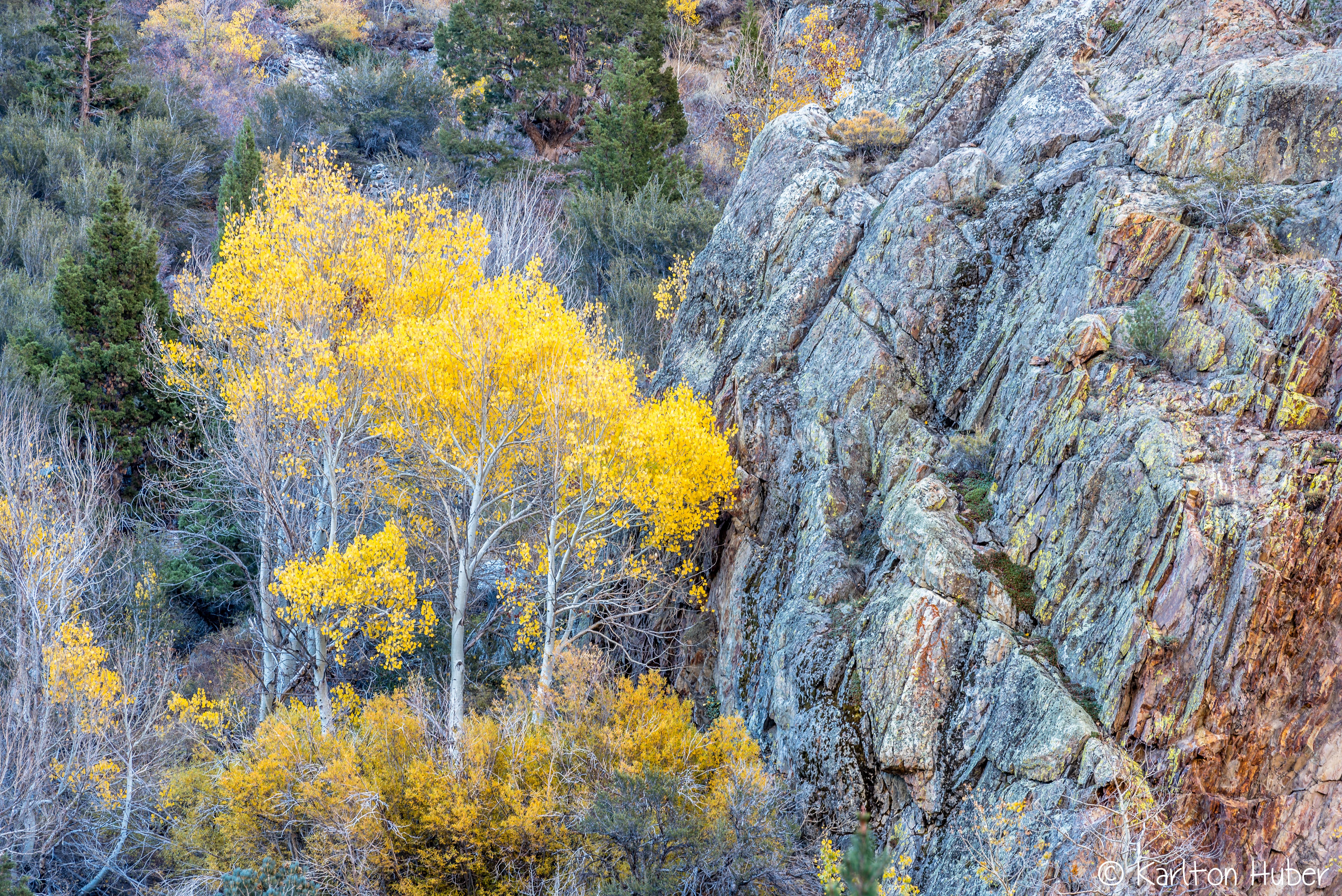 Fall Colors - Tall Aspens, Rugged Terrain