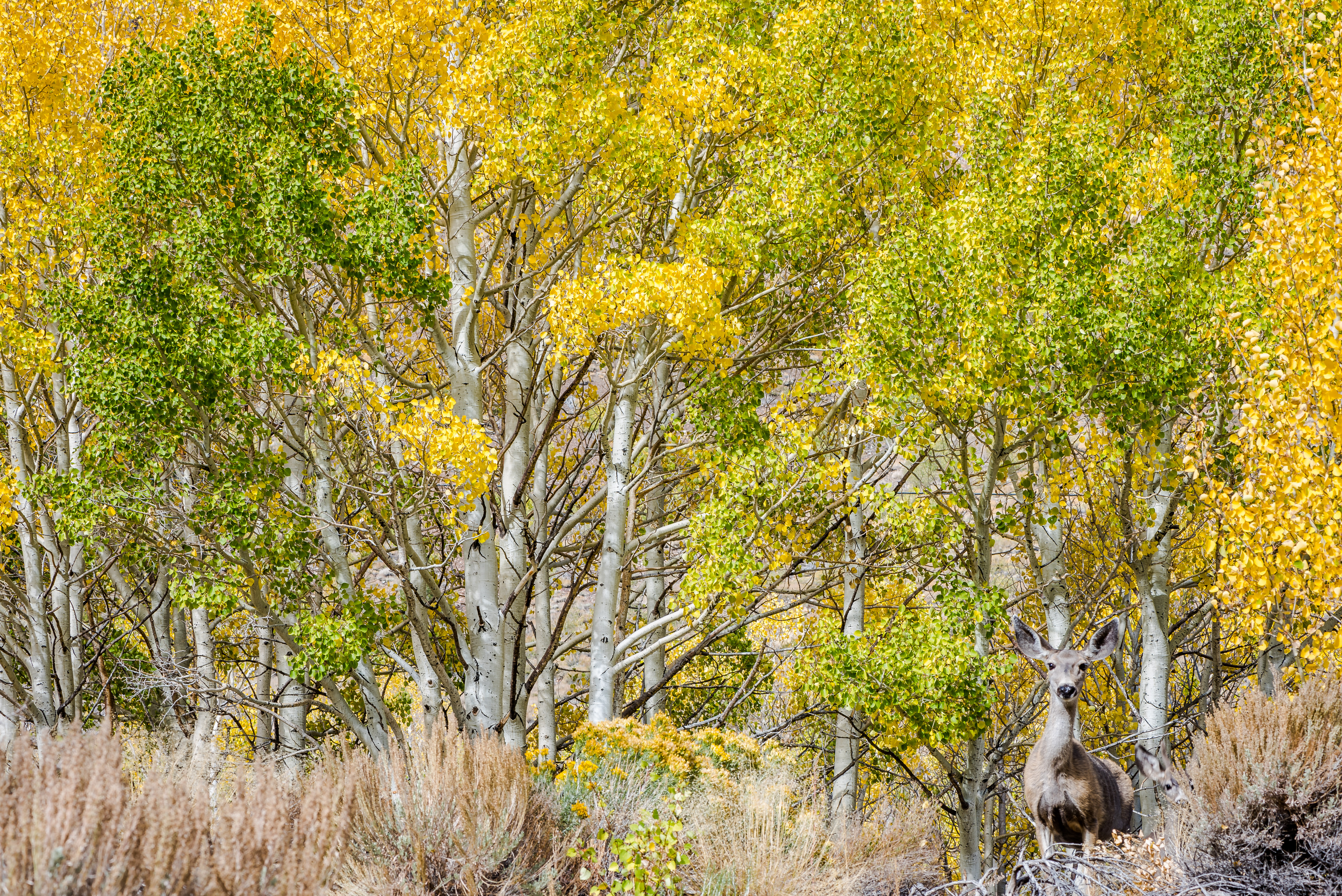 Aspens and Deer
