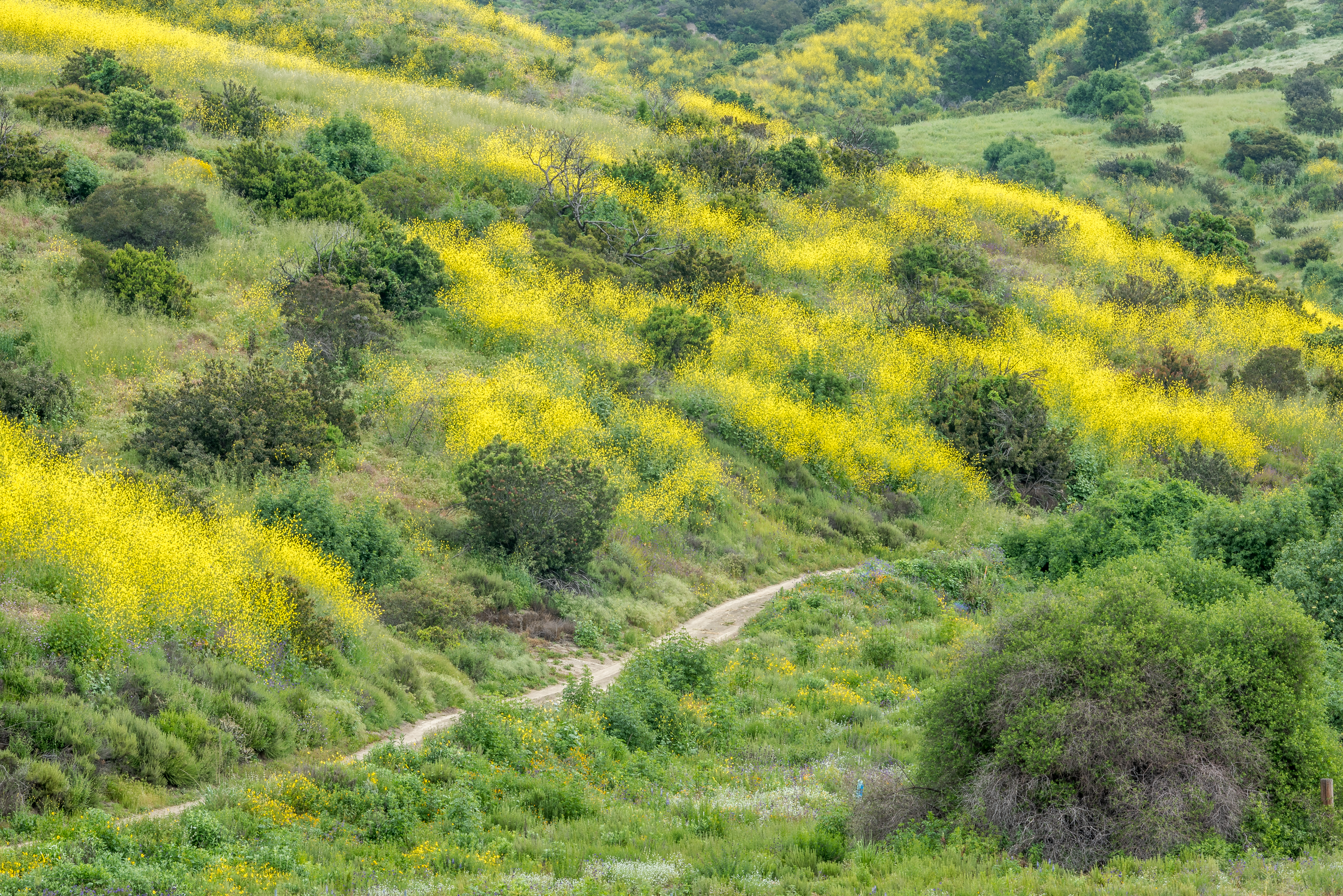 Spring - Local Hillside and Trail