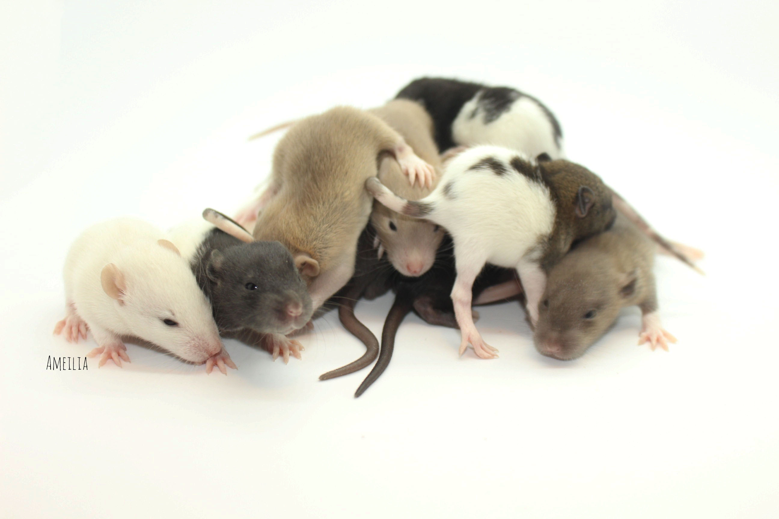 Arizona Rat Breeder Raining Rats Rattey