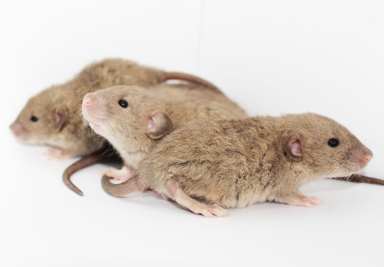 Arizona Rat Breeder Raining Rats Rattey