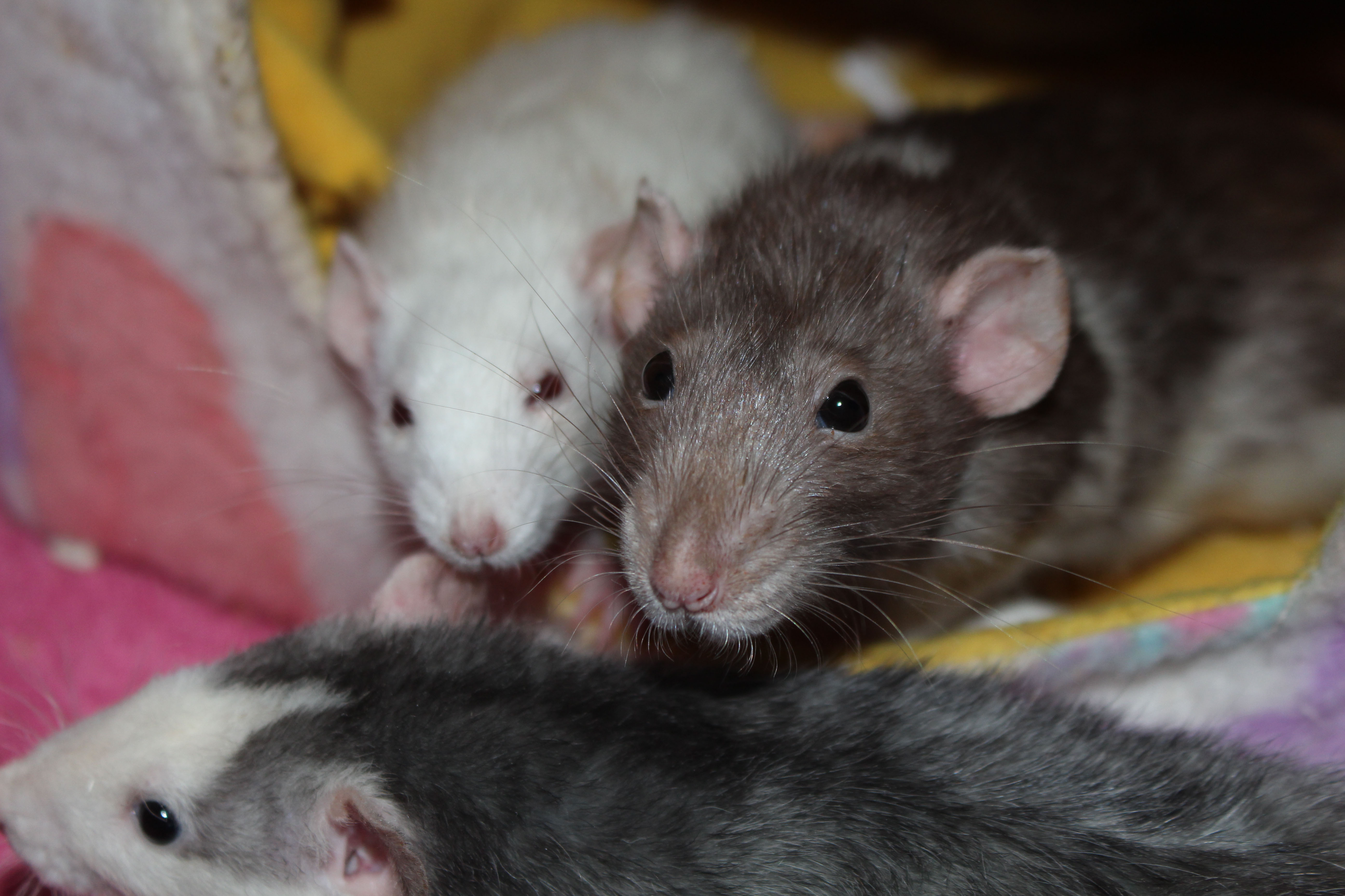 Arizona Rat Breeder Raining Rats Rattey