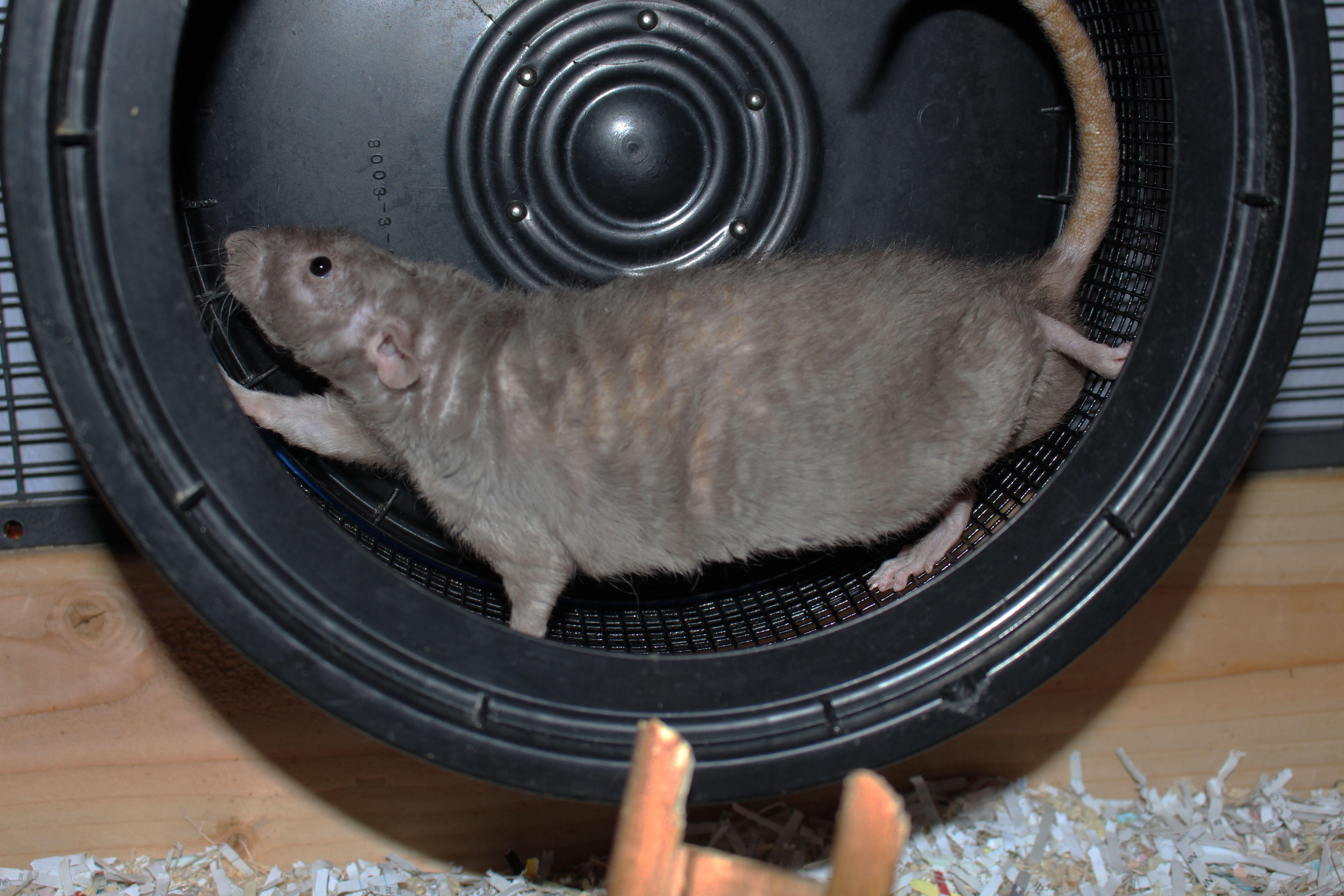 Arizona Rat Breeder Raining Rats Rattey