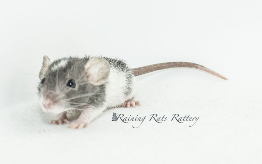 Raining Rats Rattery Arizona | Rat Breeder | Raining Rats Rattey